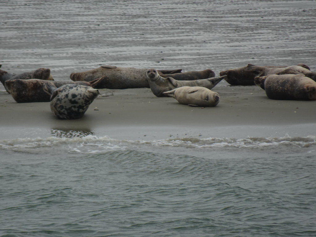 Seals at the Vondelingsplaat sandbank, viewed from the Seal Safari boat on the National Park Oosterschelde