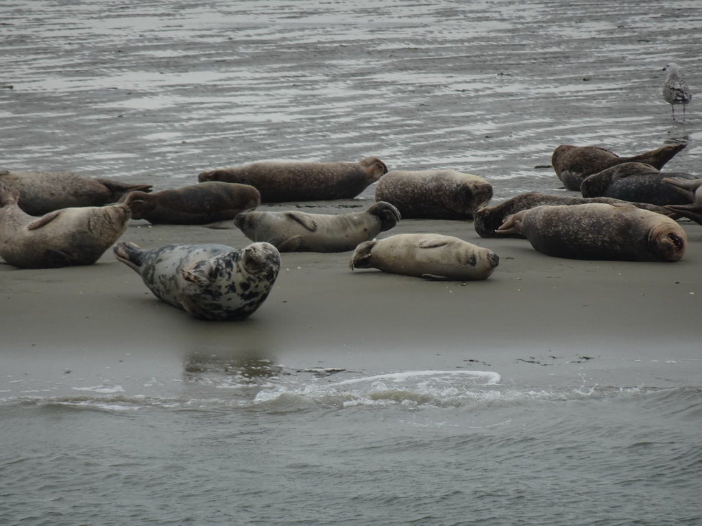 Seals at the Vondelingsplaat sandbank, viewed from the Seal Safari boat on the National Park Oosterschelde