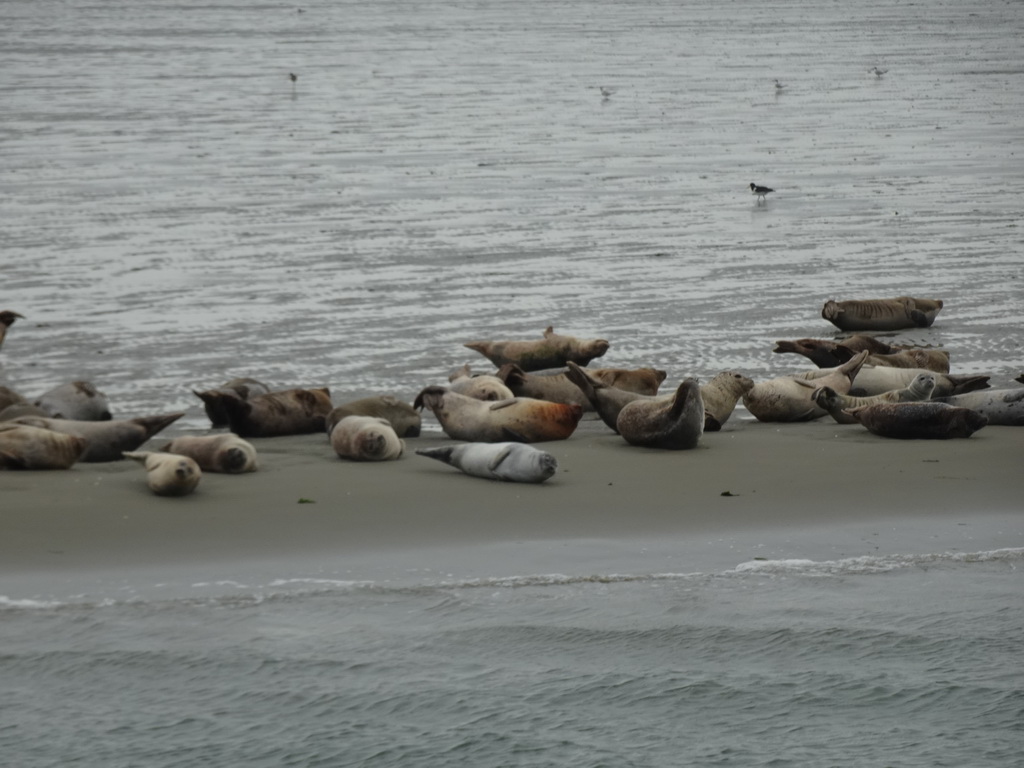 Seals at the Vondelingsplaat sandbank, viewed from the Seal Safari boat on the National Park Oosterschelde