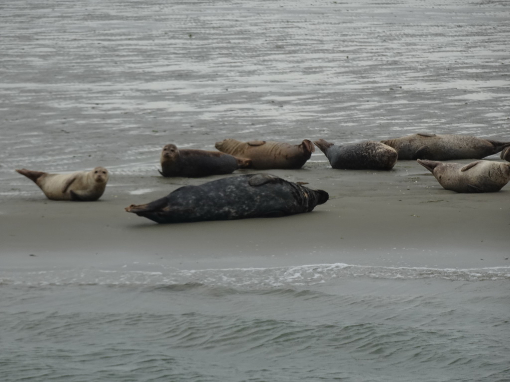 Seals at the Vondelingsplaat sandbank, viewed from the Seal Safari boat on the National Park Oosterschelde