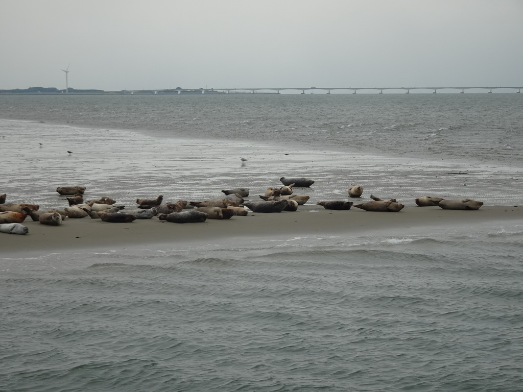 The Vondelingsplaat sandbank with seals, viewed from the Seal Safari boat on the National Park Oosterschelde