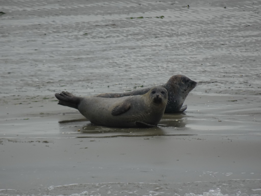 Seals at the Vondelingsplaat sandbank, viewed from the Seal Safari boat on the National Park Oosterschelde