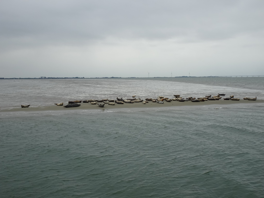 The Vondelingsplaat sandbank with seals, viewed from the Seal Safari boat on the National Park Oosterschelde