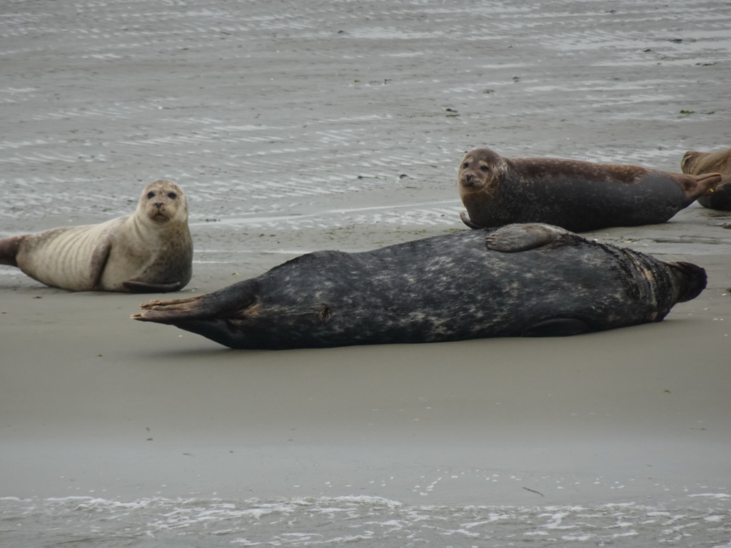 Seals at the Vondelingsplaat sandbank, viewed from the Seal Safari boat on the National Park Oosterschelde