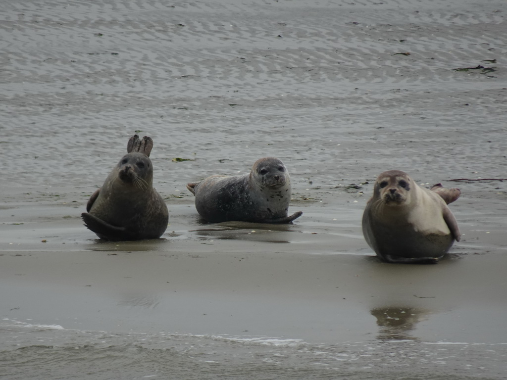 Seals at the Vondelingsplaat sandbank, viewed from the Seal Safari boat on the National Park Oosterschelde