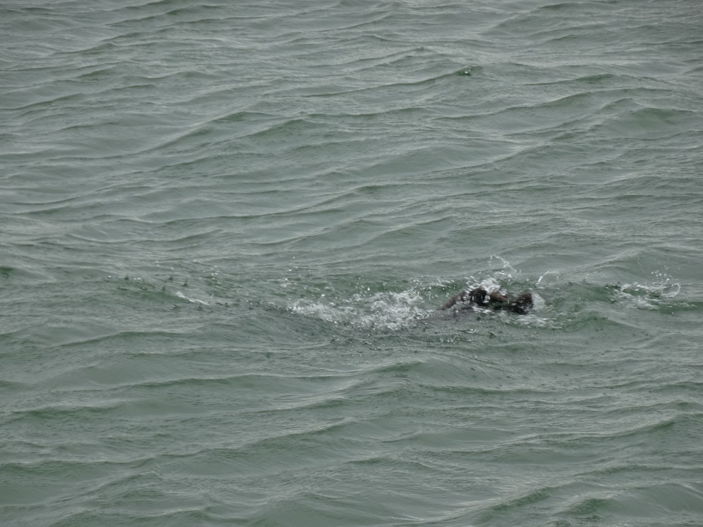 Seal in the water near the Vondelingsplaat sandbank, viewed from the Seal Safari boat on the National Park Oosterschelde