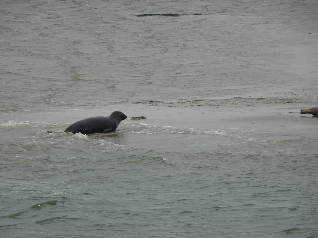 Seals at the Vondelingsplaat sandbank, viewed from the Seal Safari boat on the National Park Oosterschelde