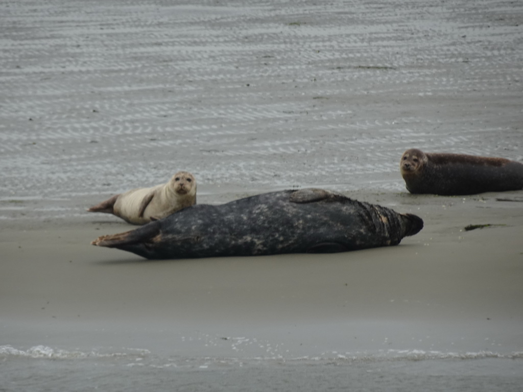 Seals at the Vondelingsplaat sandbank, viewed from the Seal Safari boat on the National Park Oosterschelde