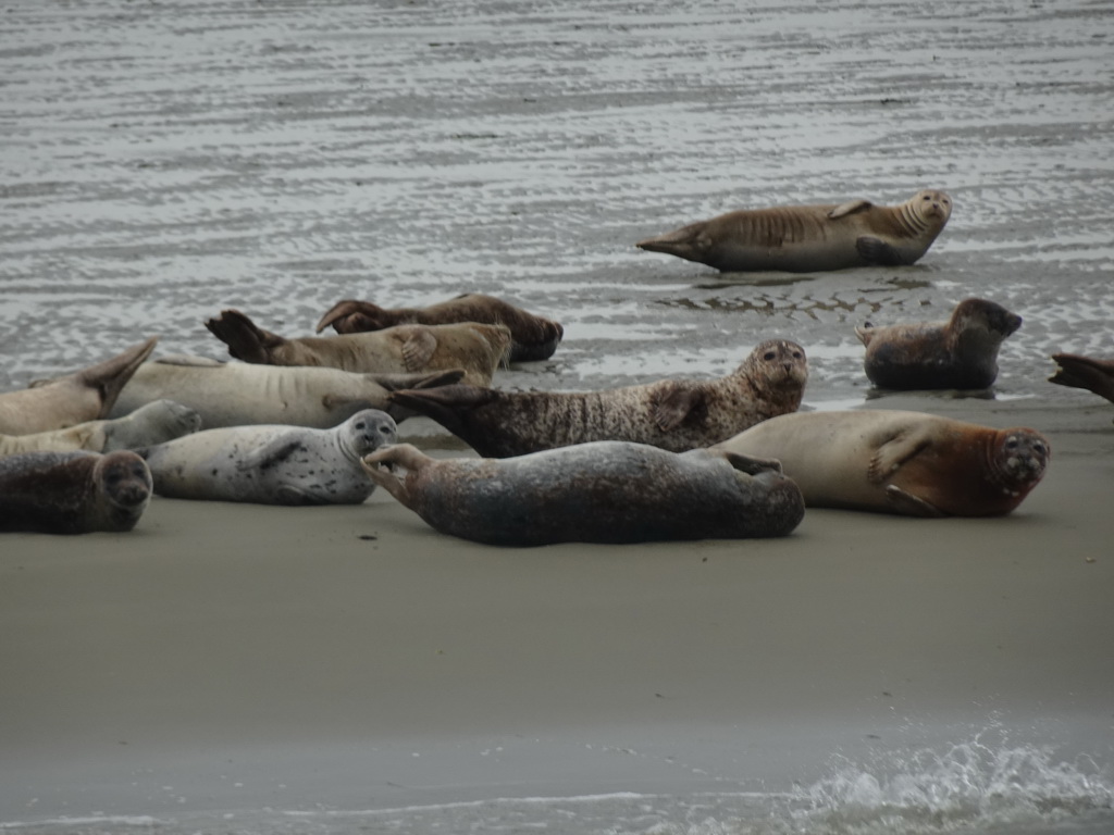 Seals at the Vondelingsplaat sandbank, viewed from the Seal Safari boat on the National Park Oosterschelde