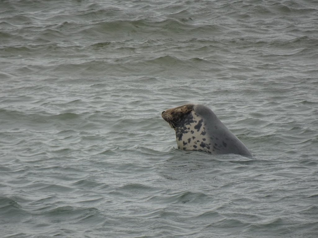 Seal in the water near the Vondelingsplaat sandbank, viewed from the Seal Safari boat on the National Park Oosterschelde