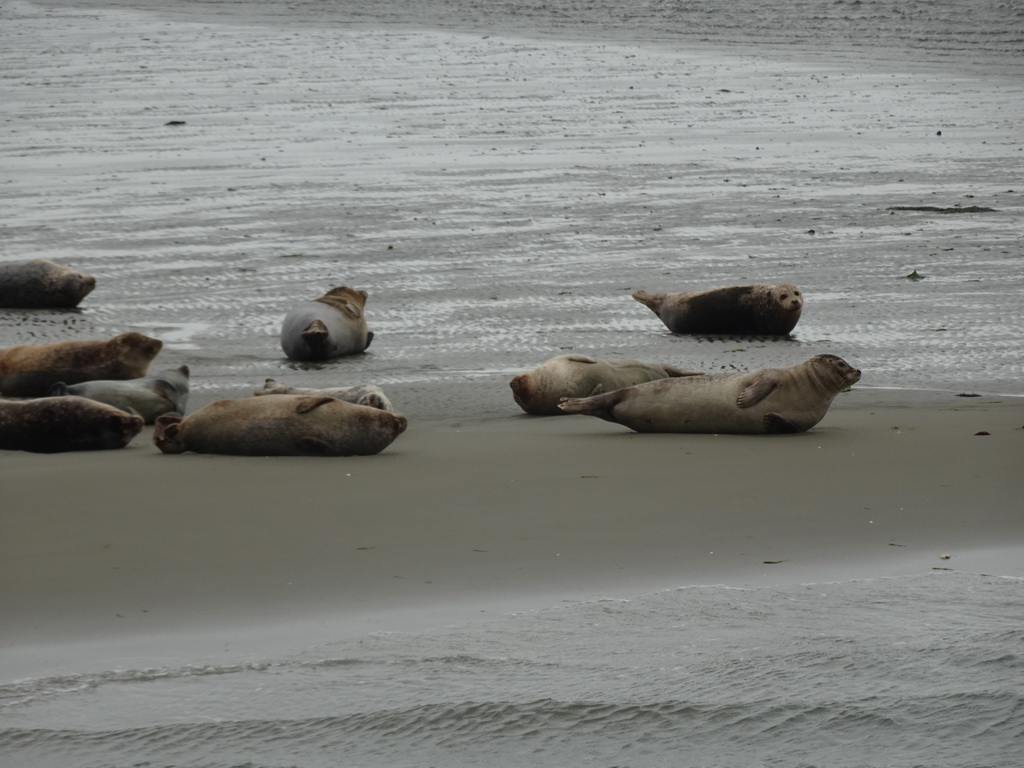 Seals at the Vondelingsplaat sandbank, viewed from the Seal Safari boat on the National Park Oosterschelde