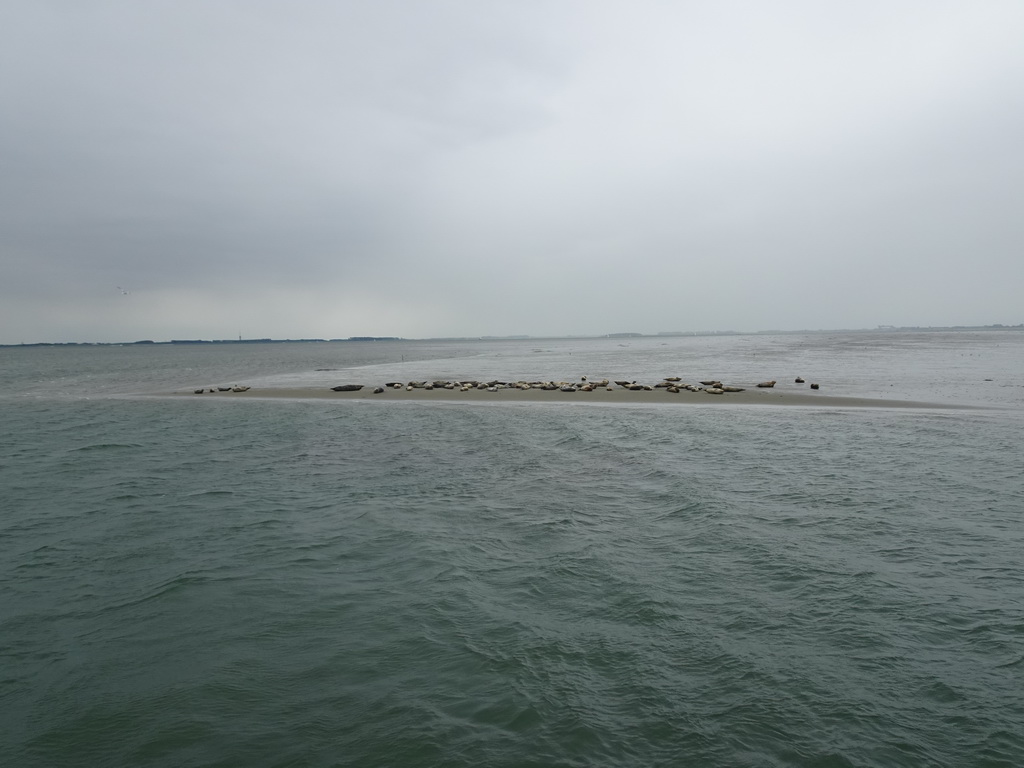 The Vondelingsplaat sandbank with seals, viewed from the Seal Safari boat on the National Park Oosterschelde