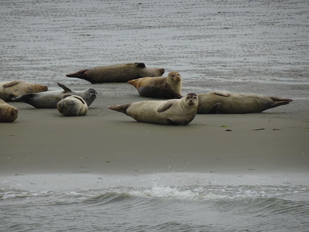 Seals at the Vondelingsplaat sandbank, viewed from the Seal Safari boat on the National Park Oosterschelde