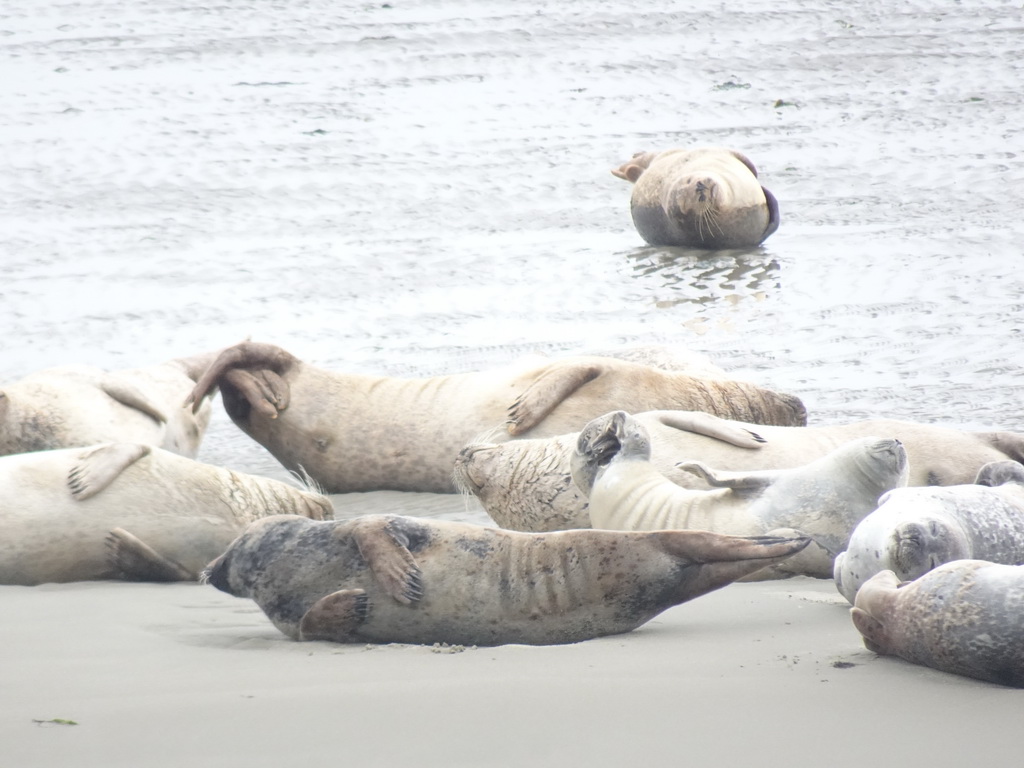 Seals at the Vondelingsplaat sandbank, viewed from the Seal Safari boat on the National Park Oosterschelde