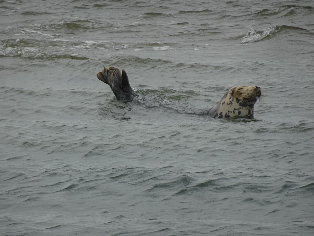 Seal in the water near the Vondelingsplaat sandbank, viewed from the Seal Safari boat on the National Park Oosterschelde