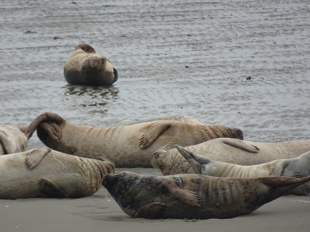 Seals at the Vondelingsplaat sandbank, viewed from the Seal Safari boat on the National Park Oosterschelde