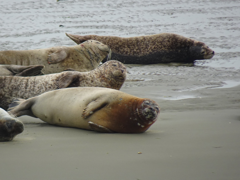 Seals at the Vondelingsplaat sandbank, viewed from the Seal Safari boat on the National Park Oosterschelde