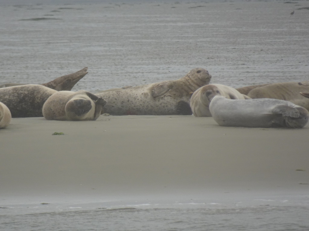 Seals at the Vondelingsplaat sandbank, viewed from the Seal Safari boat on the National Park Oosterschelde