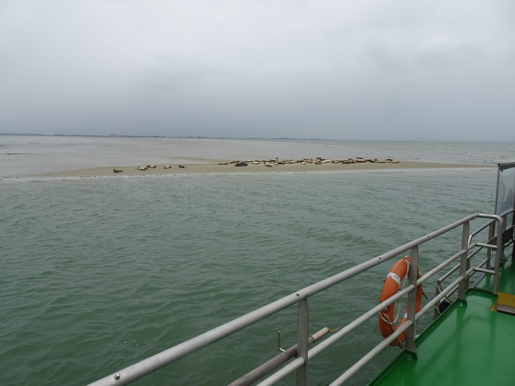 The Vondelingsplaat sandbank with seals, viewed from the Seal Safari boat on the National Park Oosterschelde