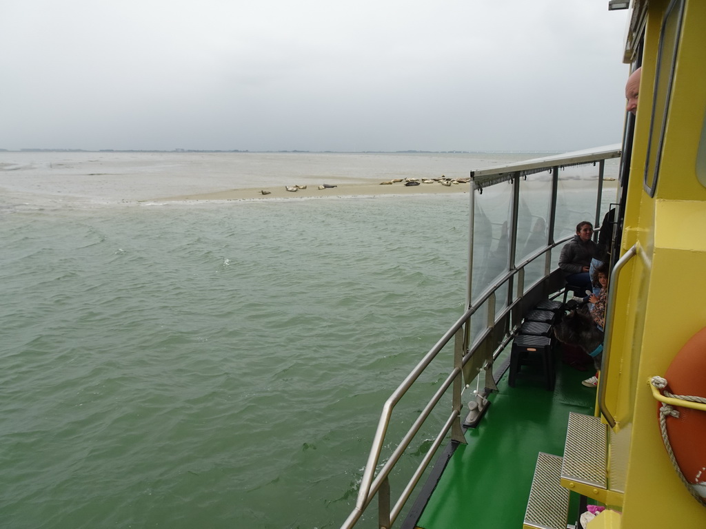 The Vondelingsplaat sandbank with seals, viewed from the Seal Safari boat on the National Park Oosterschelde