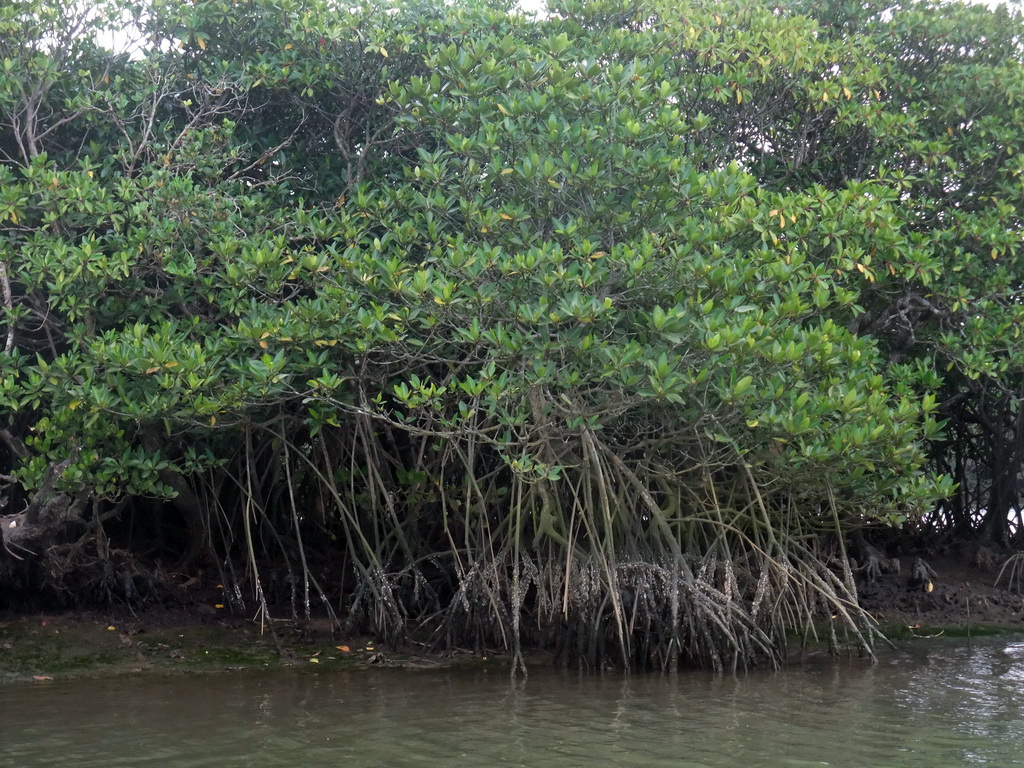 Mangrove trees at Bamenwan Bay, viewed from the tour boat