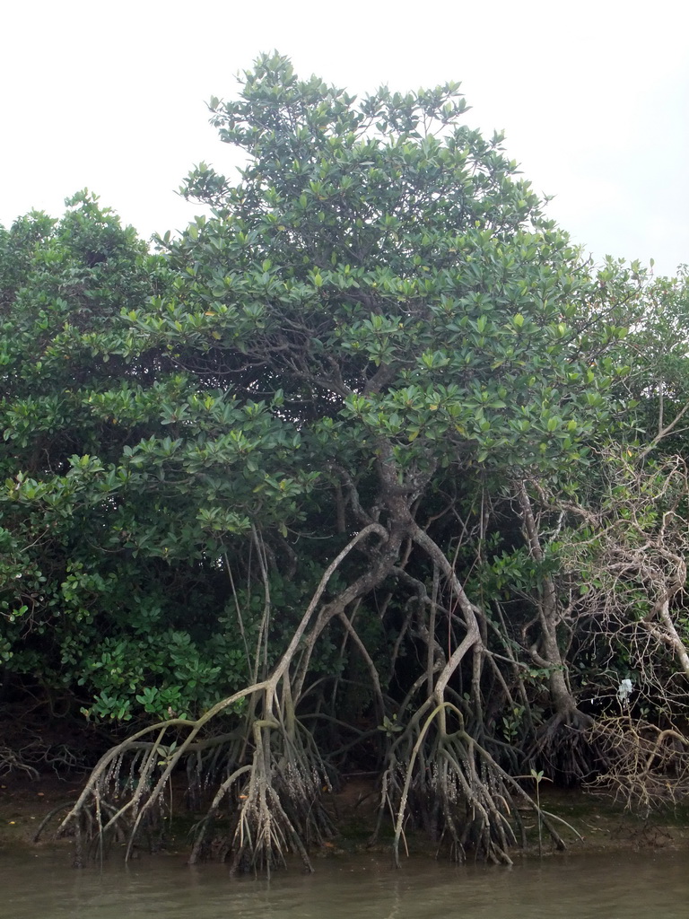 Mangrove trees at Bamenwan Bay, viewed from the tour boat