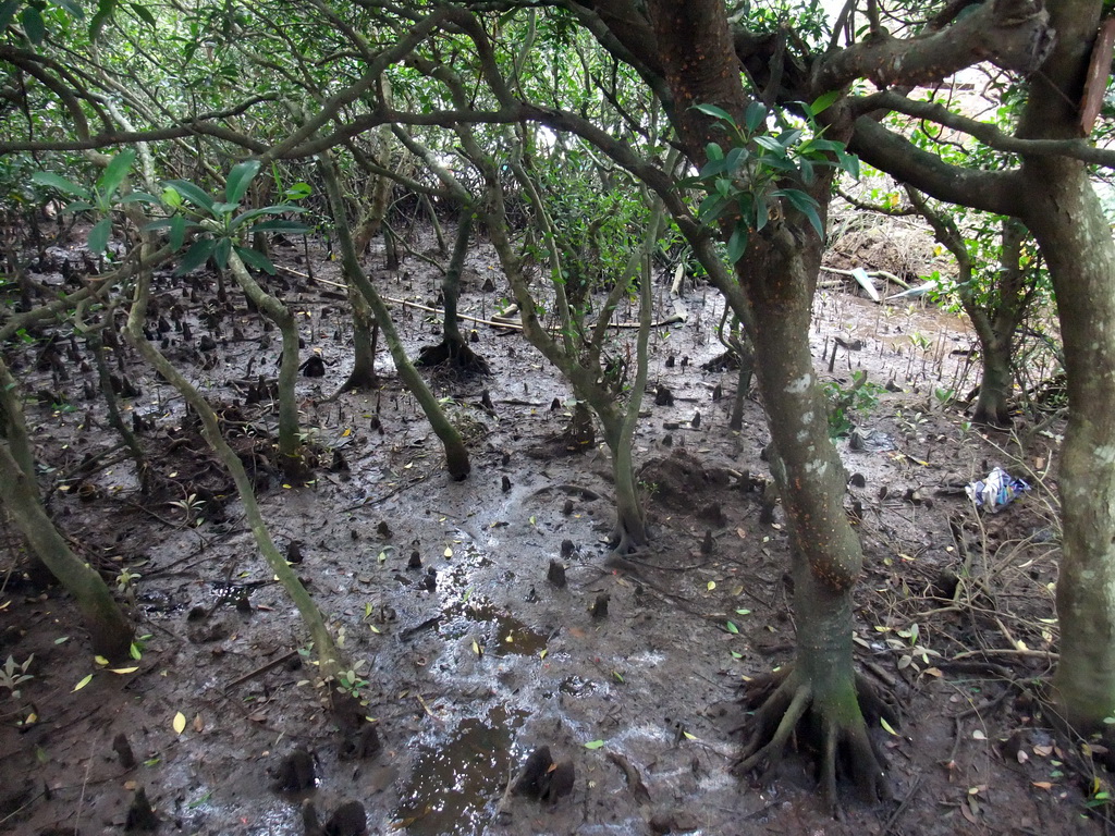 Mangrove trees at the Bamenwan Mangrove Forest