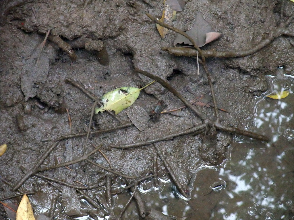 Crab at the ground of the Bamenwan Mangrove Forest