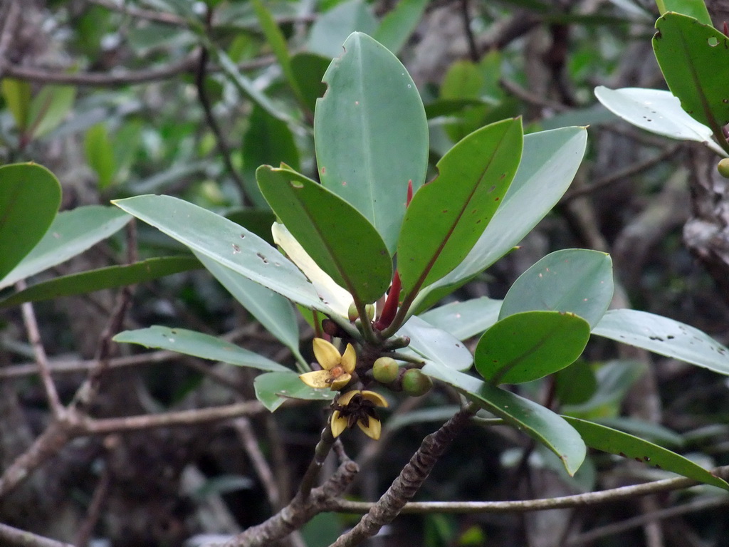 Branch with flowers at the Bamenwan Mangrove Forest